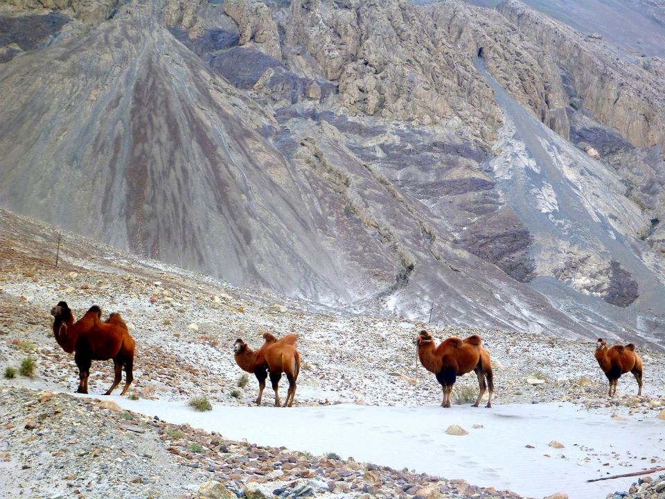 Photo of Nubra Valley by rysha hamza