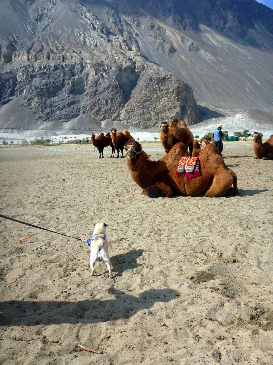 Photo of A Roadtrip to Ladakh - Part 3 by rysha hamza