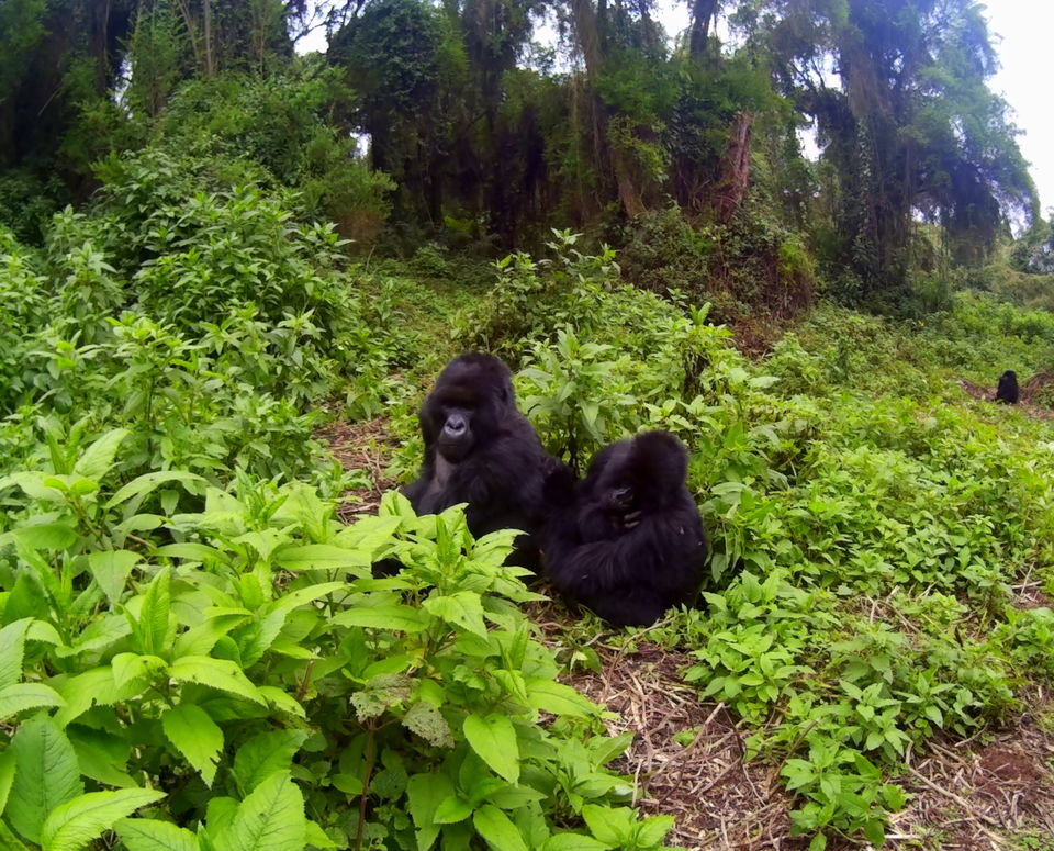 Photo of Rwanda - A Story of Resurrection by rysha hamza