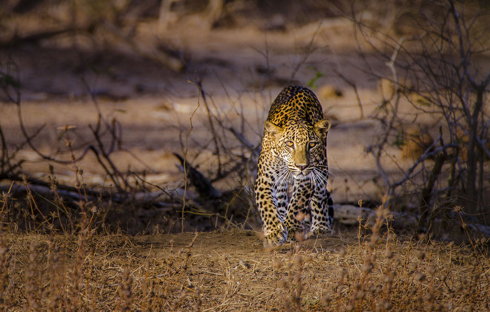 Photo of Stay In Wilpattu for an Unforgettable Wildlife Experience 1/1 by Jane Liam