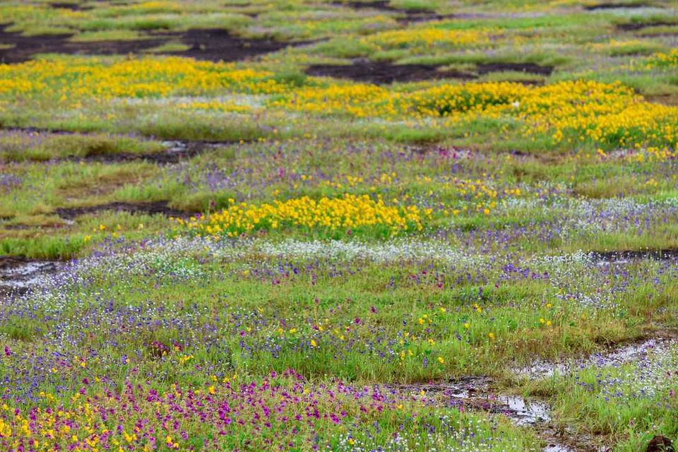 Photo of Kaas Patthar aka Flower Valley #BucketList2019 by Vikash Nayak