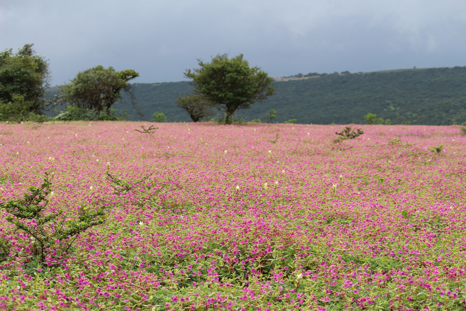 Photo of Kaas Patthar aka Flower Valley #BucketList2019 by Vikash Nayak