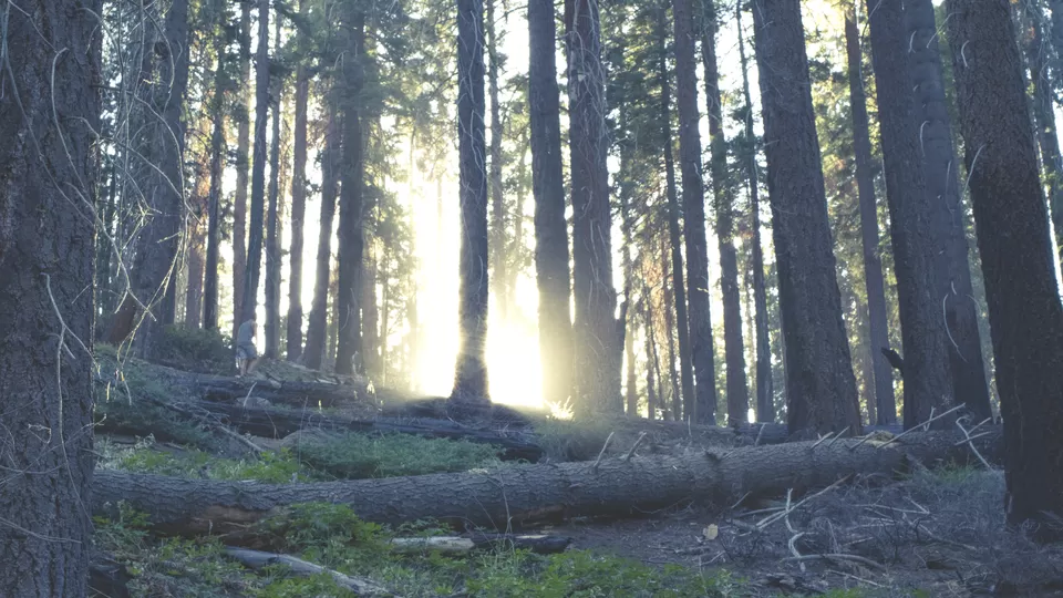 Photo of Sequoia National Park, California 93271, USA by Joshua Leider