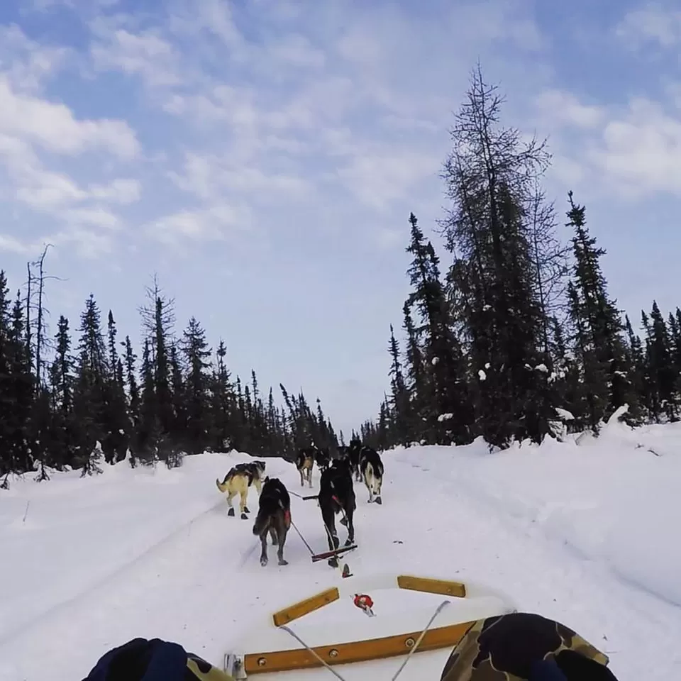 Photo of 6 Things to do in Fairbanks, Alaska in Winters by Naman Kumar