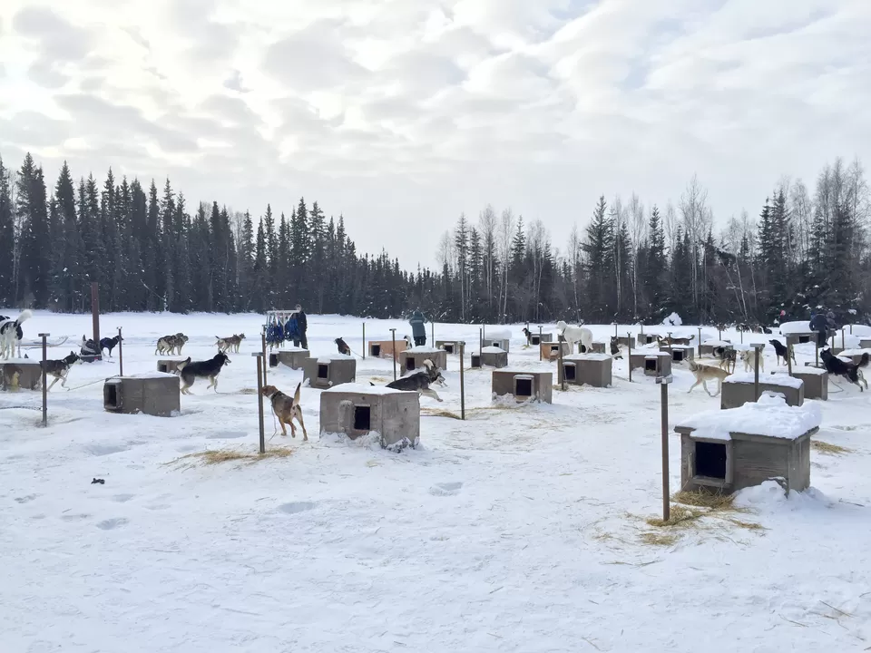 Photo of 6 Things to do in Fairbanks, Alaska in Winters by Naman Kumar