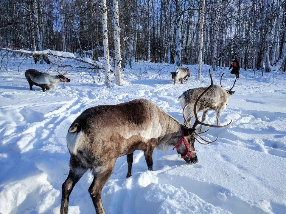 Photo of Running Reindeer Ranch, Ivans Alley, Fairbanks, AK, USA by Naman Kumar