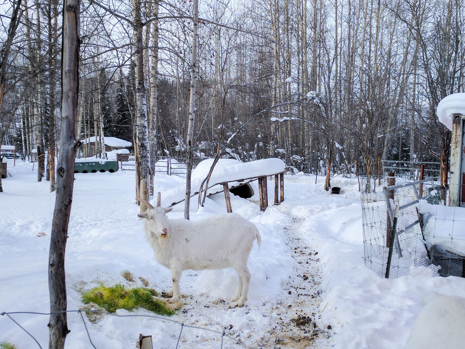 Photo of 6 Things to do in Fairbanks, Alaska in Winters 5/7 by Naman Kumar
