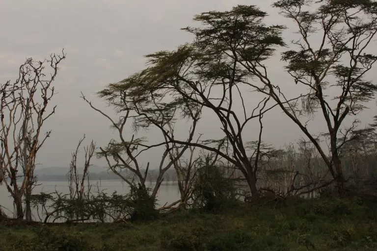Photo of Lake Nakuru National Park, Nakuru, Nakuru County, Kenya by Sonam Singh