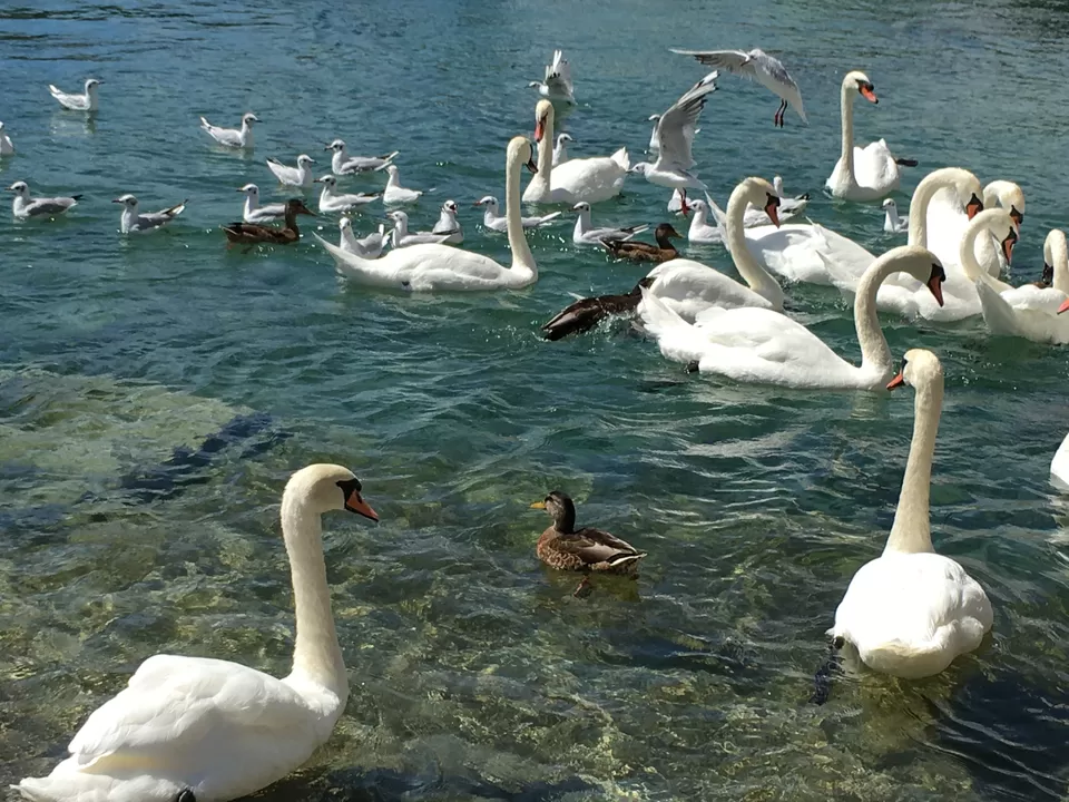 Photo of Lake Geneva by Gauri Lonkar