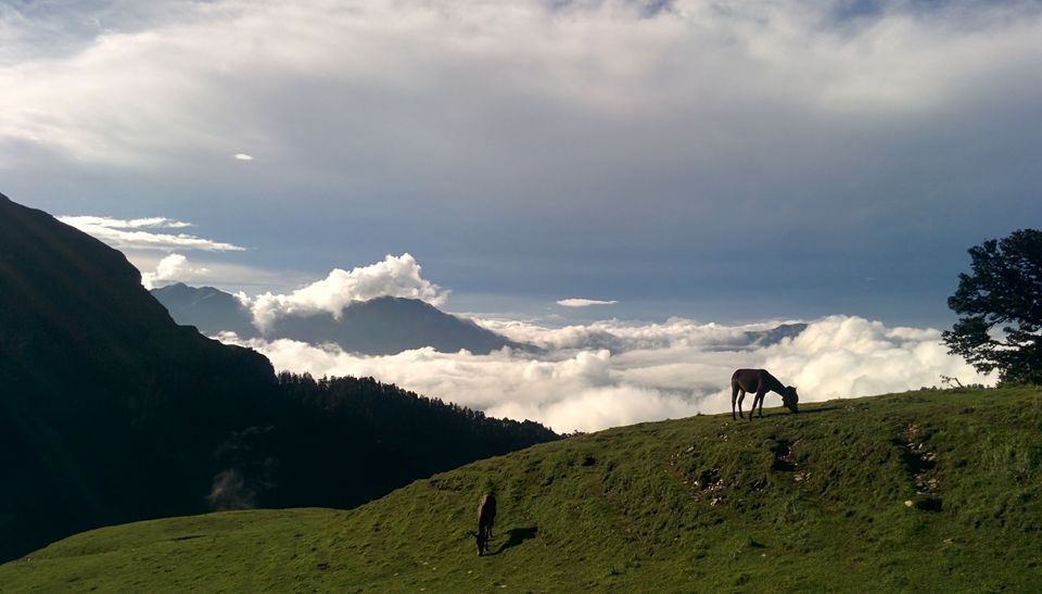 Photo of Patar Nachauni, Chamoli, Uttarakhand, India by Shashank Raj