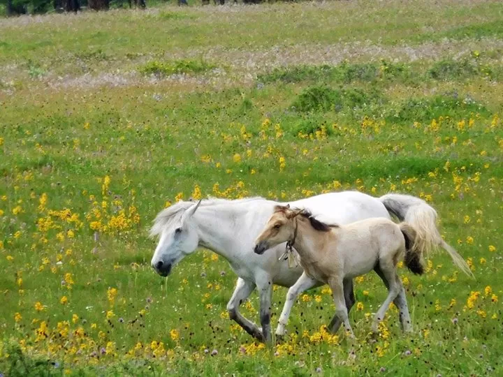 Photo of Mongolia by Neringa Urnikyte