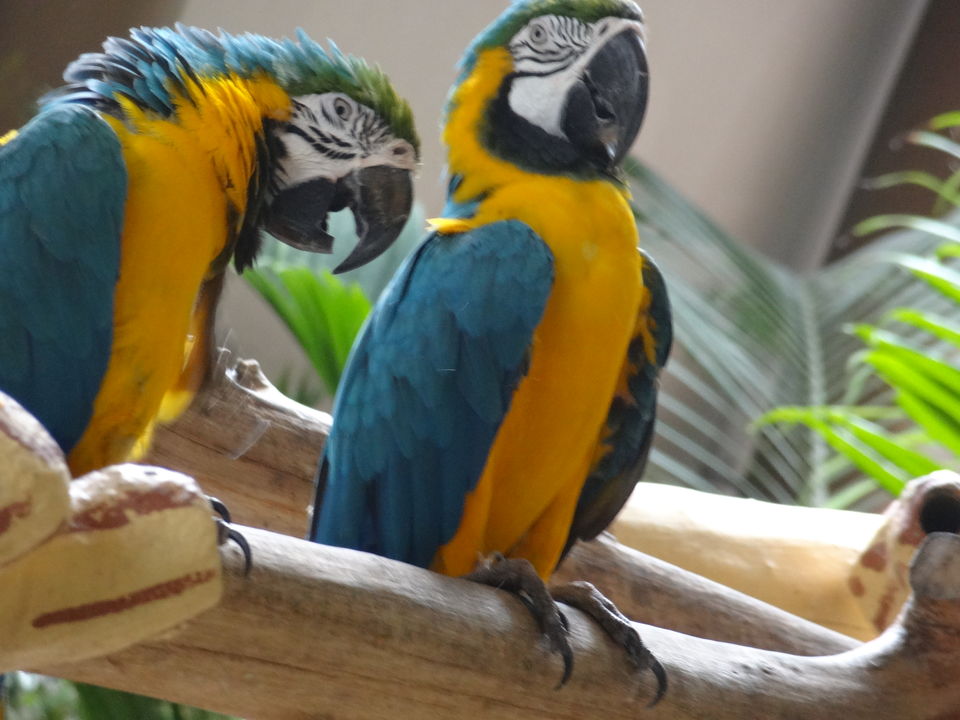 Photo of Jurong Bird Park Singapore by Rajat Gupta