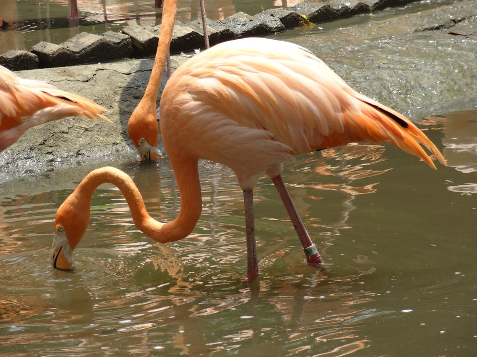 Photo of Jurong Bird Park Singapore by Rajat Gupta