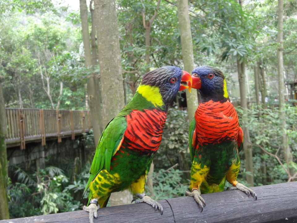 Photo of Jurong Bird Park Singapore by Rajat Gupta