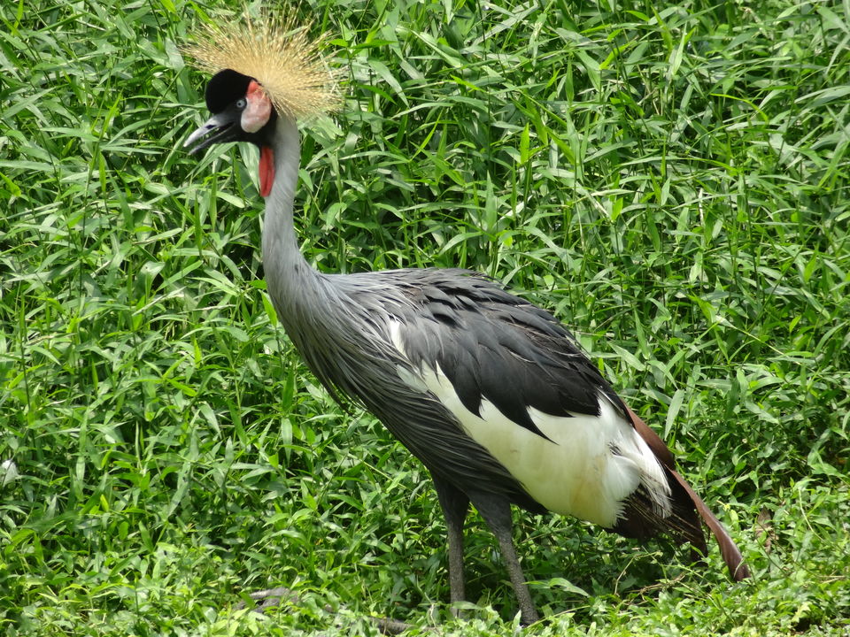 Photo of Jurong Bird Park Singapore by Rajat Gupta