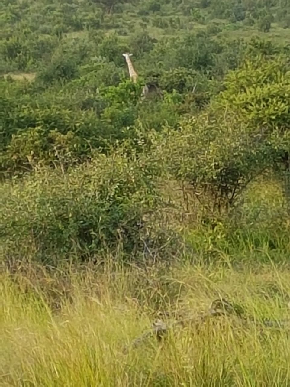 Photo of Pilanesberg National Park, North West, South Africa by Selfietales