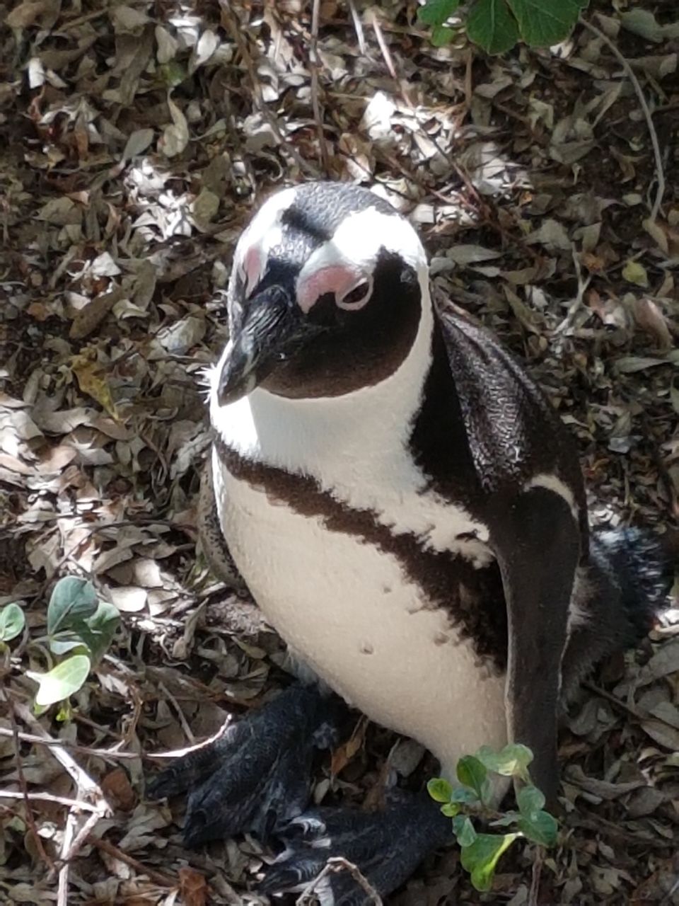 Photo of Boulders Beach, Kleintuin Road, Cape Town, South Africa by Selfietales