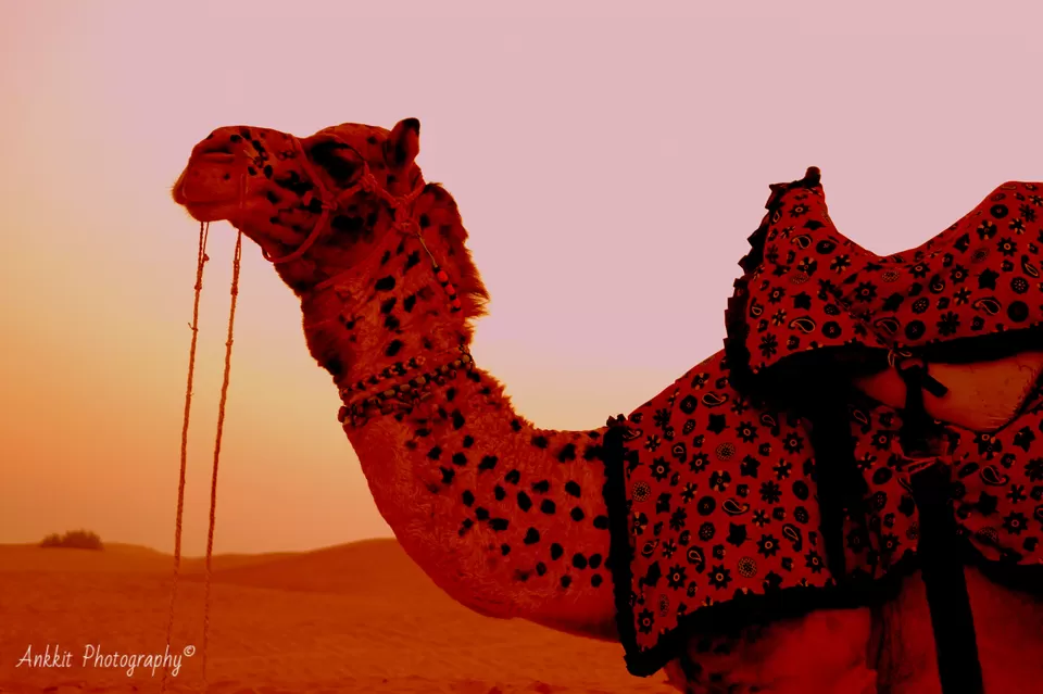 Photo of Thar Desert, Thar Desert by Ankkit Saxena