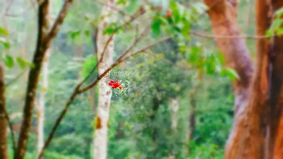 Photo of Somewhere near abbydhama by Renuka Rana