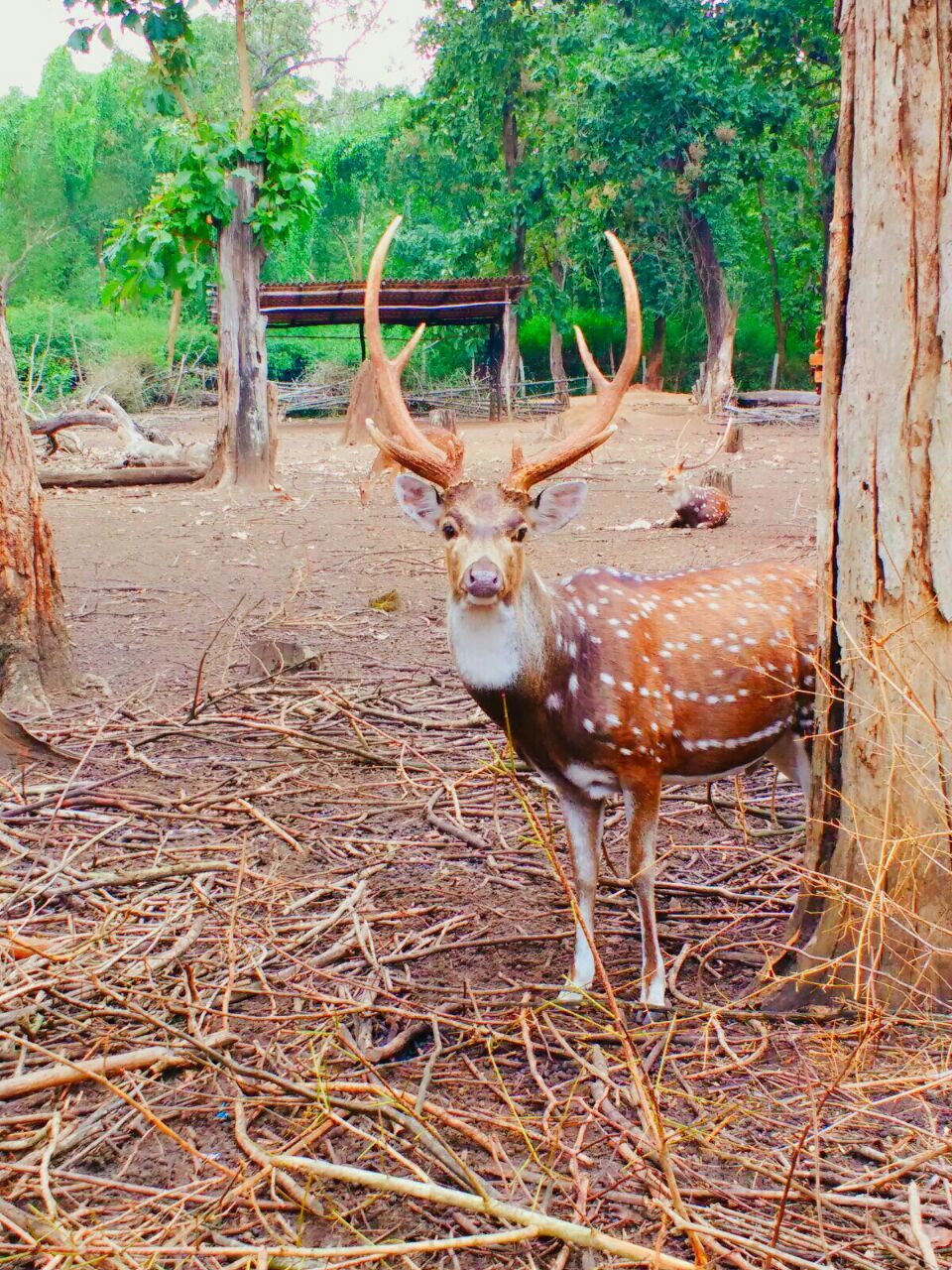 Photo of When Scotland of India rings your bell and you say Hello! 17/47 by Renuka Rana