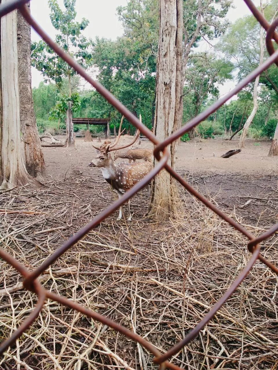 Photo of Nisargadhama, Nisargadhama, Karnataka 571234 by Renuka Rana