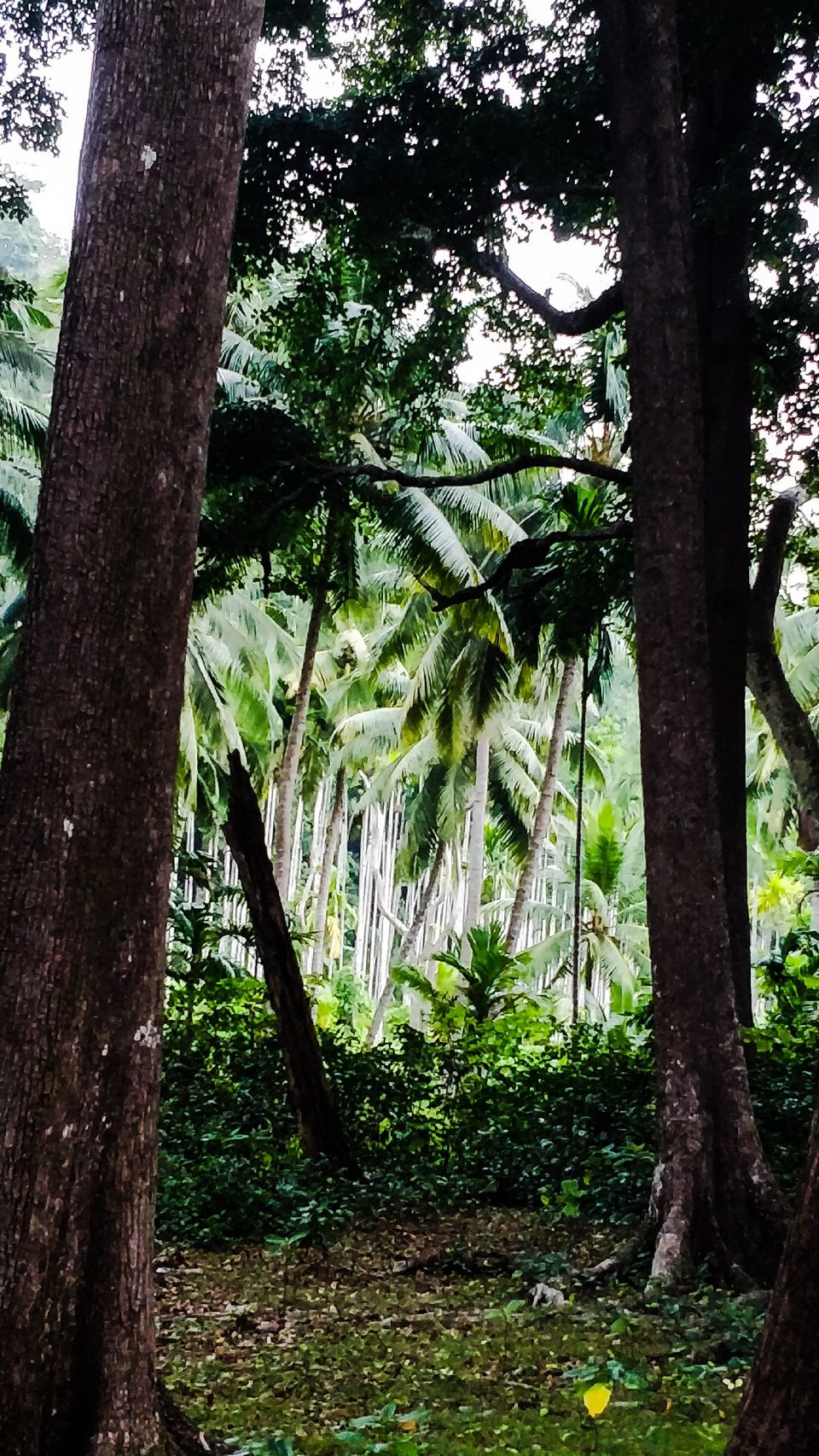 Photo of Exploring India: Andaman and Nicobar Islands by Aradhana Mathews