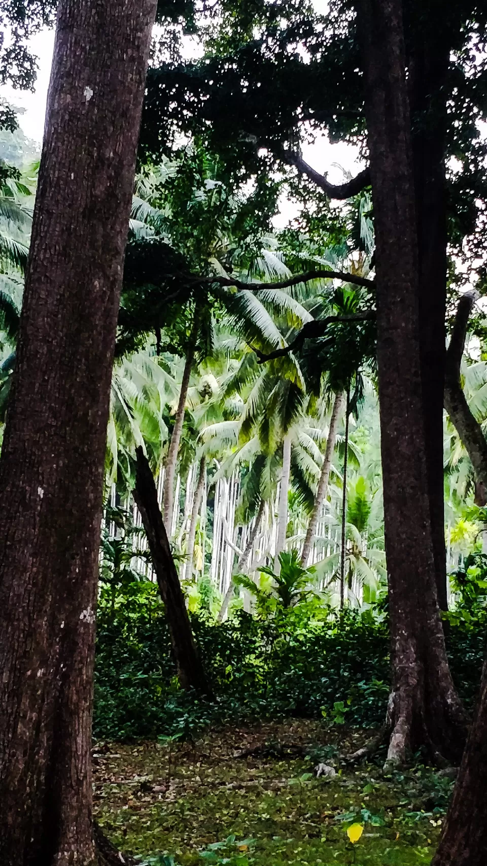 Photo of Exploring India: Andaman and Nicobar Islands by Aradhana Mathews