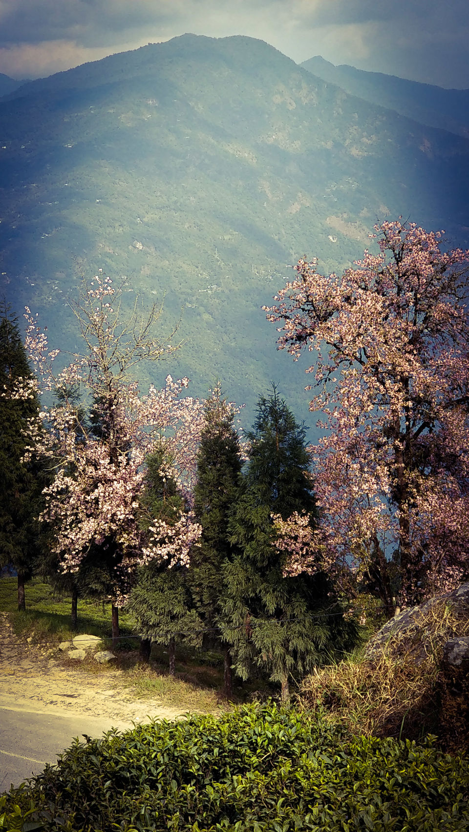 Photo of Exploring India: Sikkim 19/25 by Aradhana Mathews