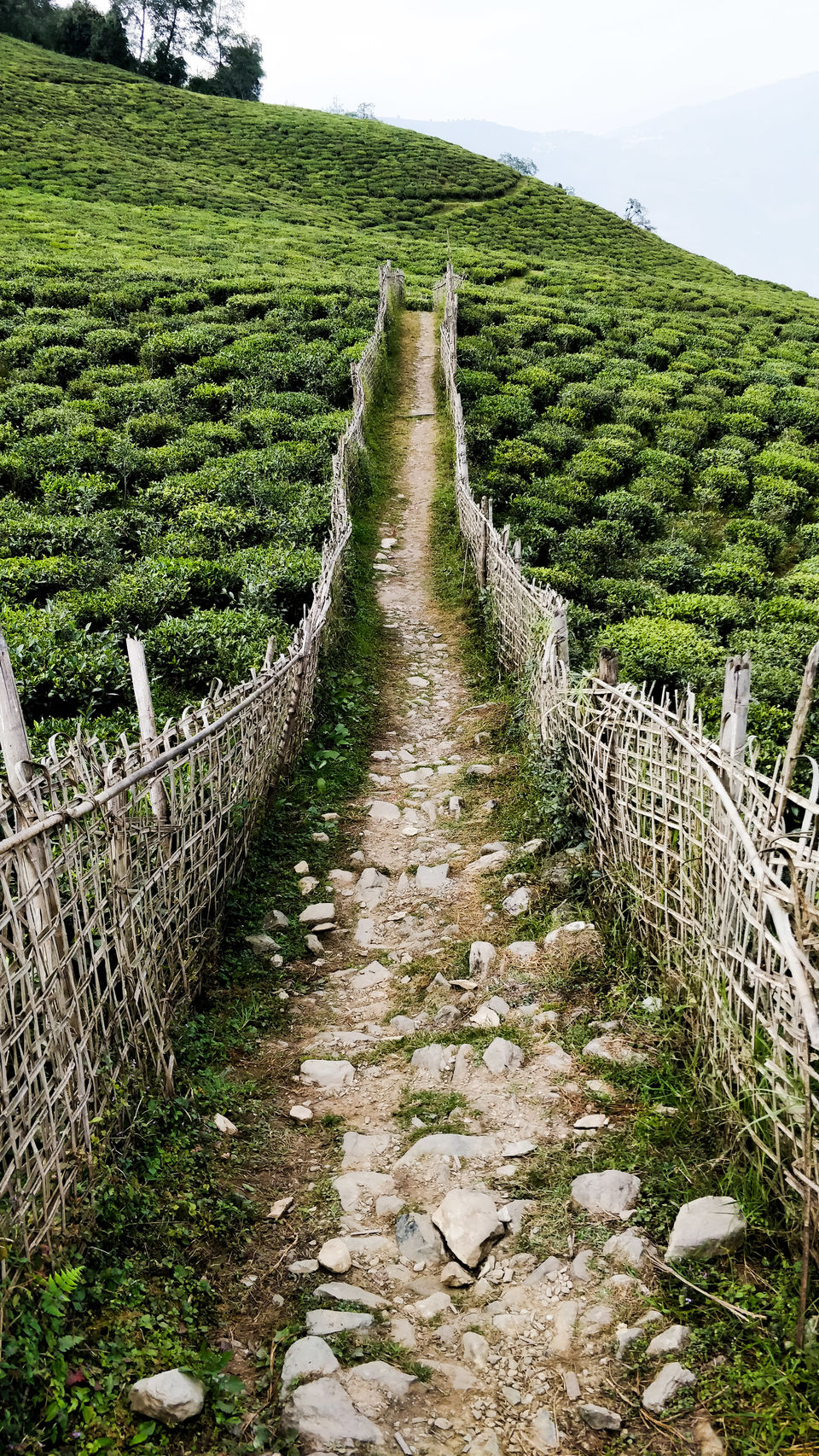 Photo of Exploring India: Sikkim 16/25 by Aradhana Mathews
