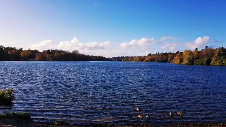 Photo of Virginia Water Park: A beautiful autumn walk… 2/6 by Anusha Jha