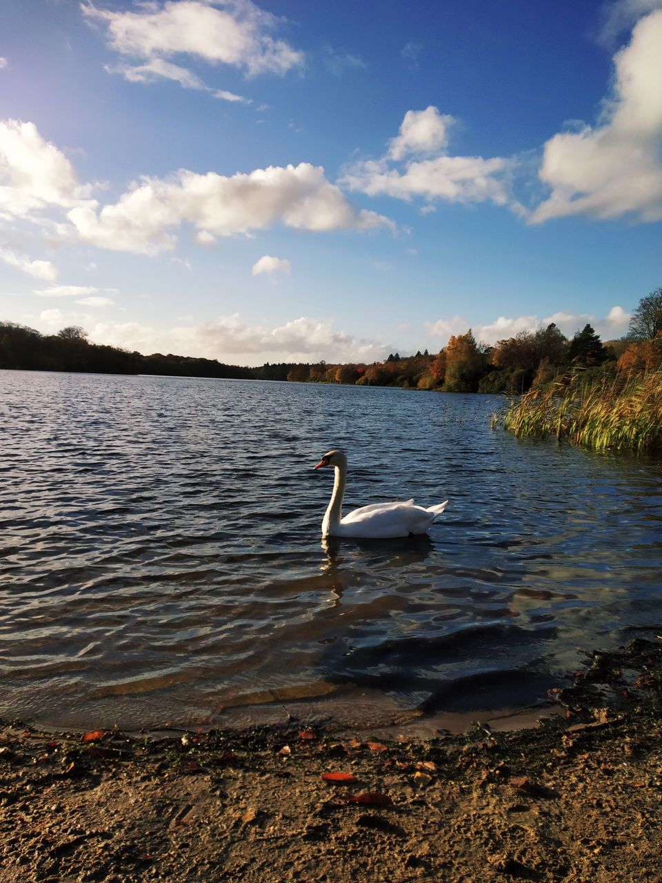 Photo of Virginia Water Park: A beautiful autumn walk… 6/6 by Anusha Jha