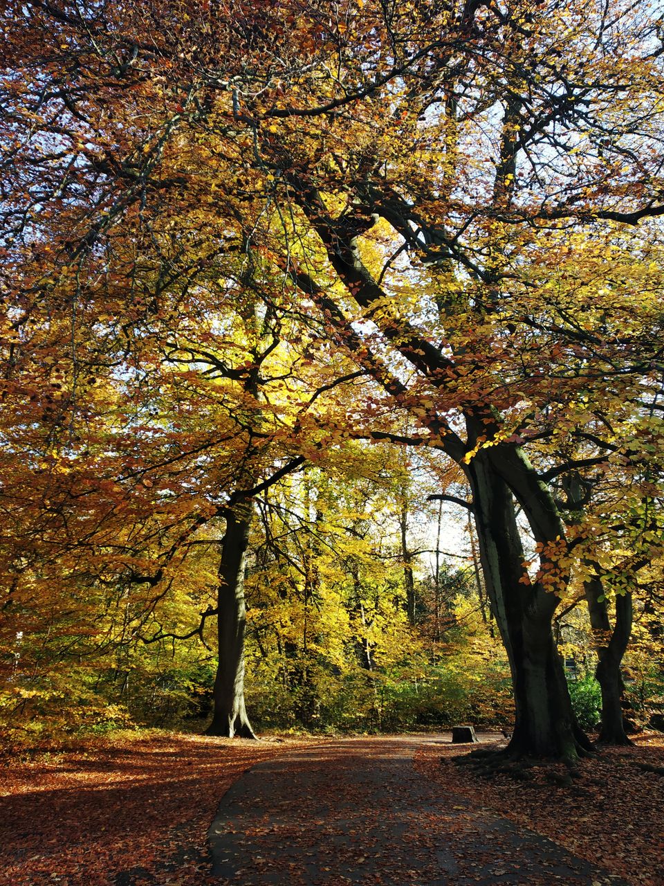 Photo of Virginia Water Park: A beautiful autumn walk… 1/6 by Anusha Jha