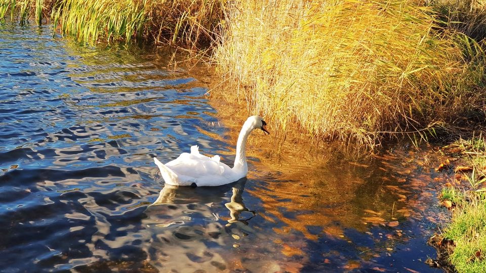 Photo of Virginia Water Park: A beautiful autumn walk… 3/6 by Anusha Jha