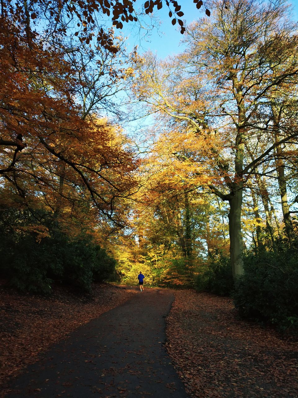 Photo of Virginia Water Park: A beautiful autumn walk… 5/6 by Anusha Jha