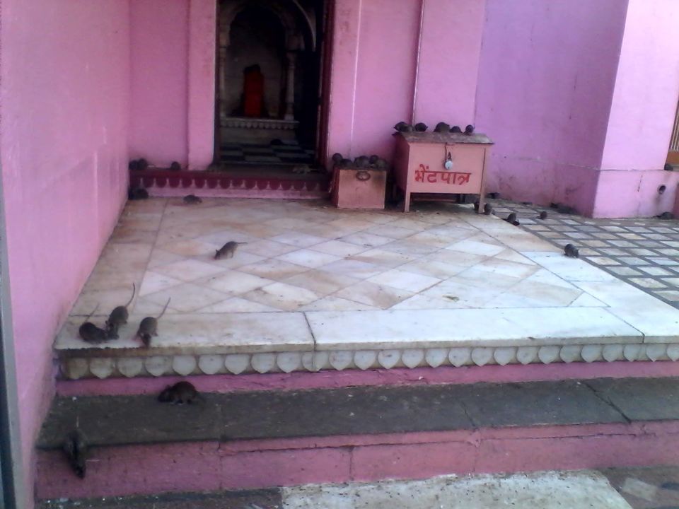 Photo of Karnimata Temple, Bikaner, Rajasthan, India by malayaja