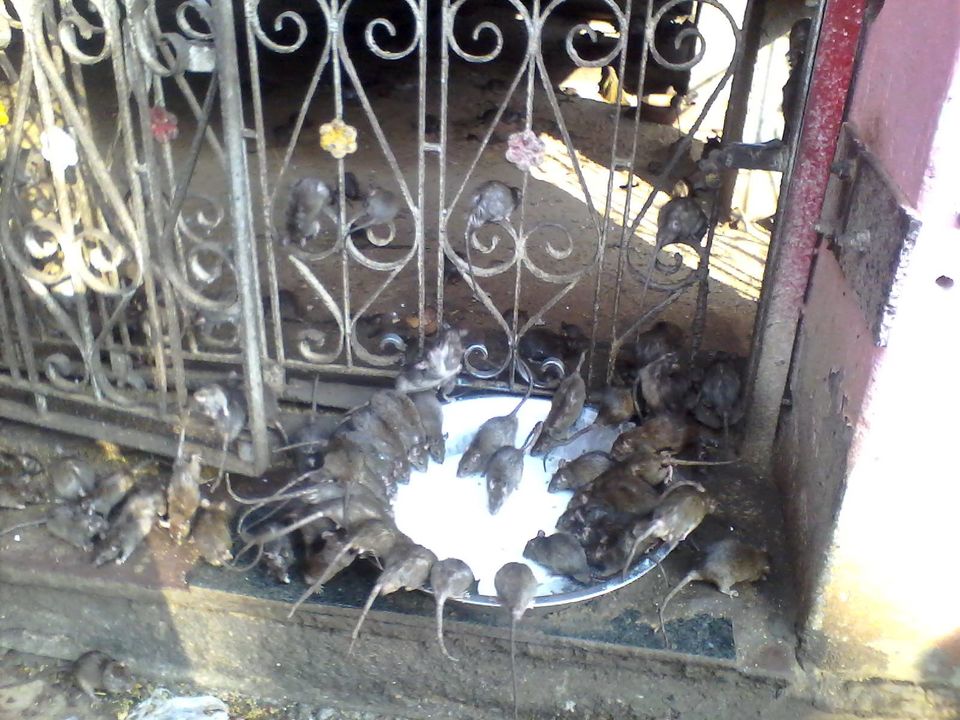 Photo of Karnimata Temple, Bikaner, Rajasthan, India by malayaja