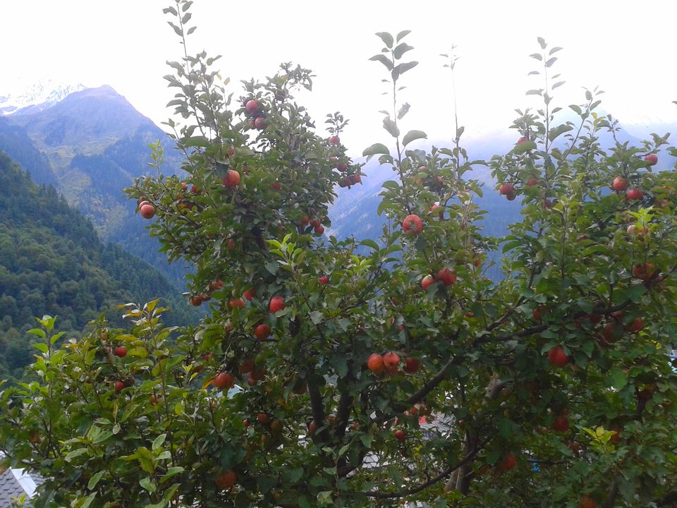 Photo of Tosh, Tosh, Himachal Pradesh, India by Megha Jamb