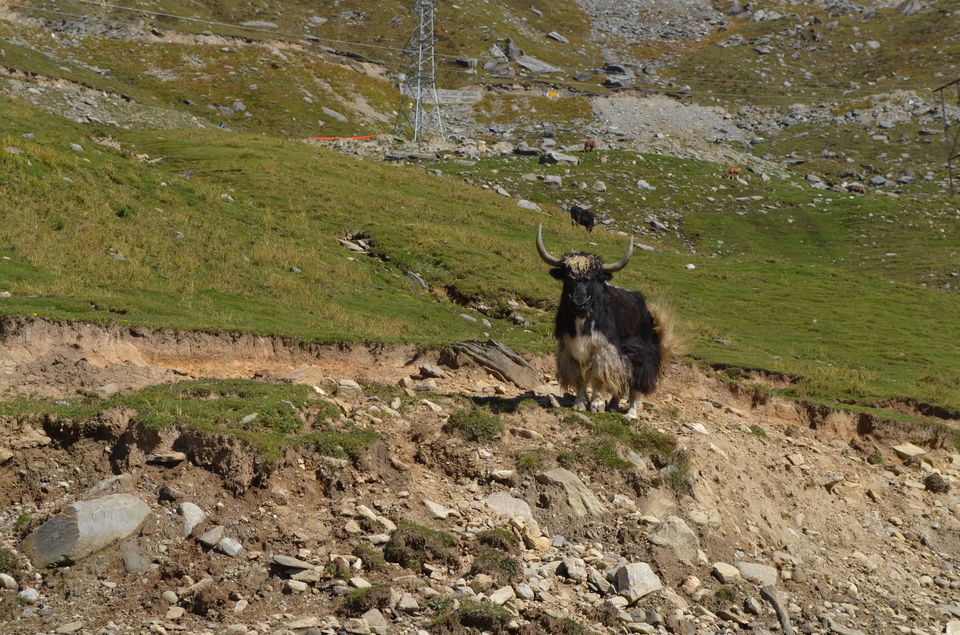 Photo of Rohtang La - Ground of Corpses 26/28 by Sri Ram S