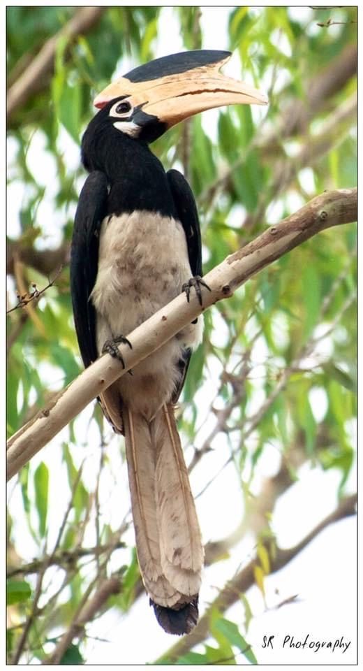 Photo of Dandeli - The Call of the Forest 7/17 by Sri Ram S