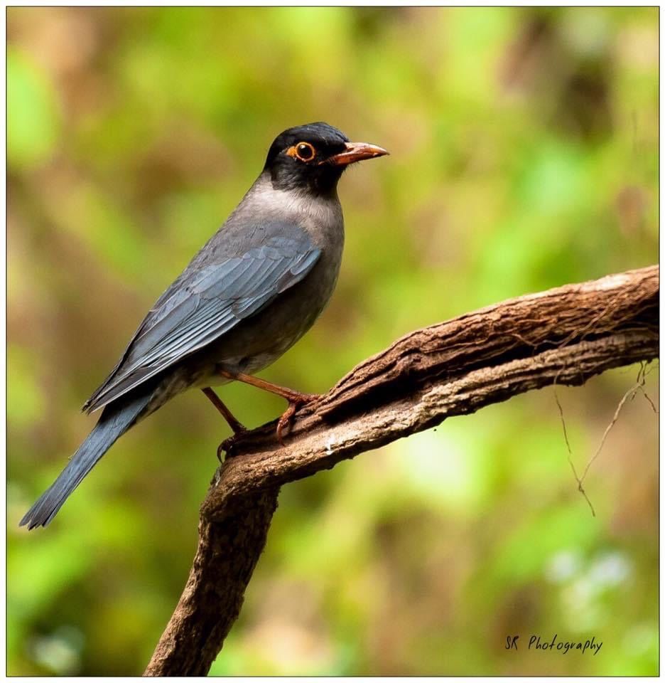 Photo of Dandeli - The Call of the Forest 10/17 by Sri Ram S