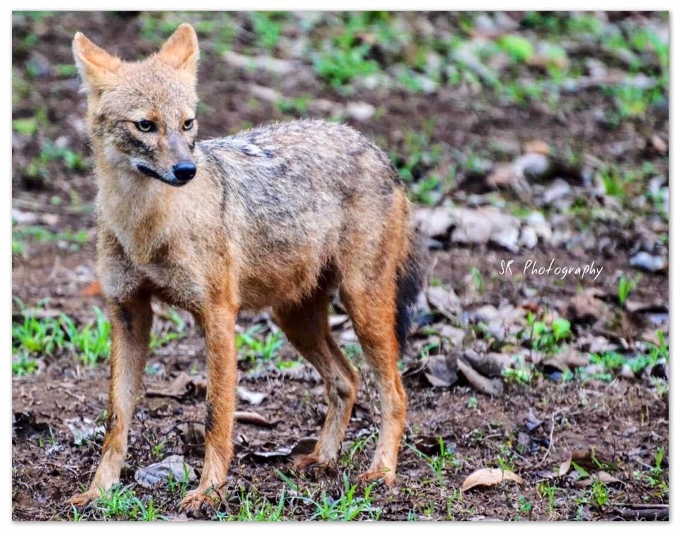 Photo of Dandeli - The Call of the Forest 13/17 by Sri Ram S
