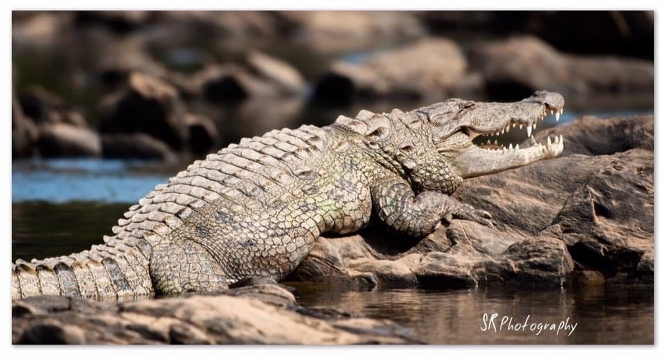 Photo of Dandeli - The Call of the Forest 14/17 by Sri Ram S