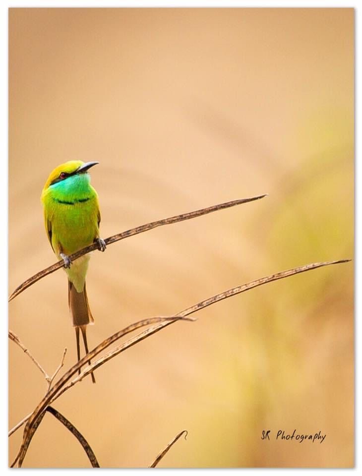 Photo of Dandeli - The Call of the Forest 9/17 by Sri Ram S