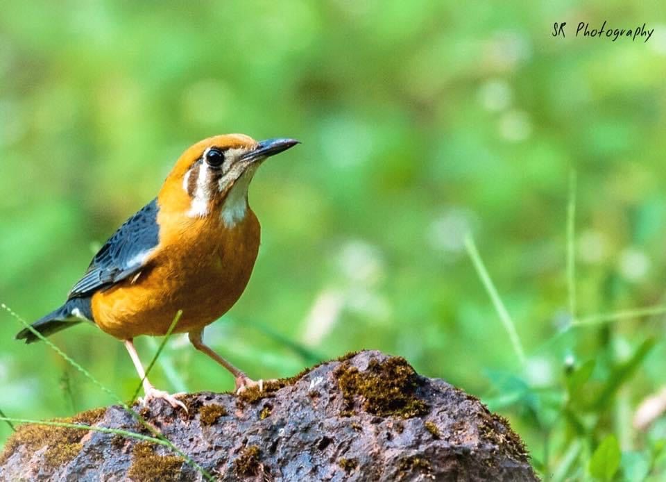 Photo of Dandeli - The Call of the Forest 15/17 by Sri Ram S