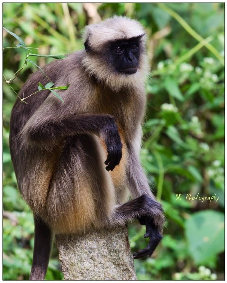 Photo of Dandeli - The Call of the Forest 12/17 by Sri Ram S