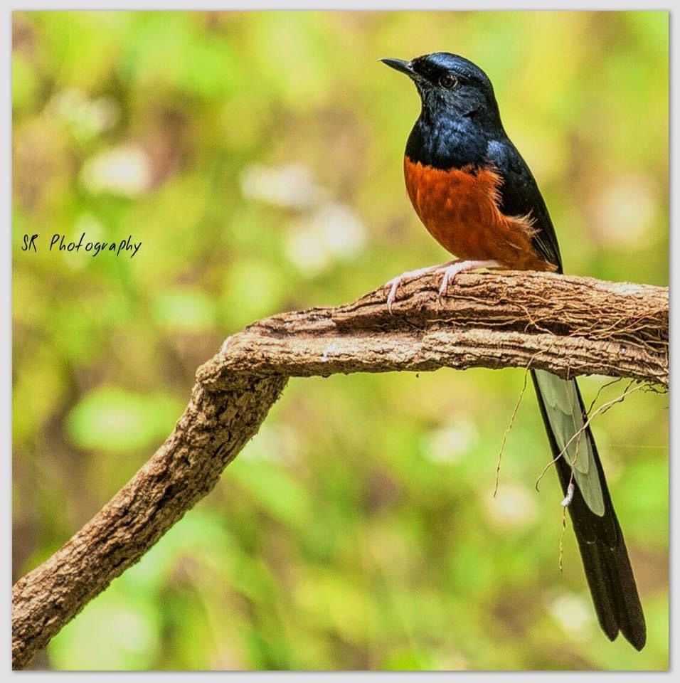 Photo of Dandeli - The Call of the Forest 16/17 by Sri Ram S