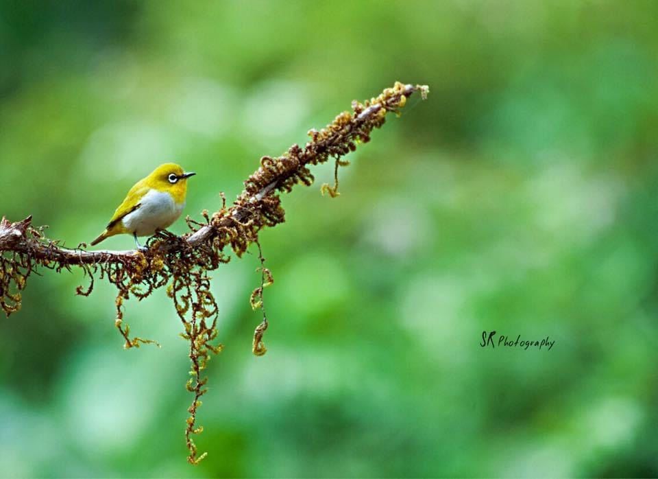 Photo of Dandeli - The Call of the Forest 11/17 by Sri Ram S
