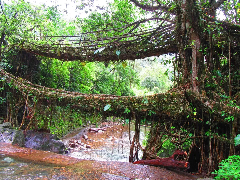 Photo of Living Root Bridge, East Khasi Hills, Meghalaya, India by Sandy N Vyjay