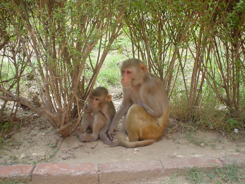 Photo of A Travel Guide To Keibul Lamjao National Park by Sandy N Vyjay