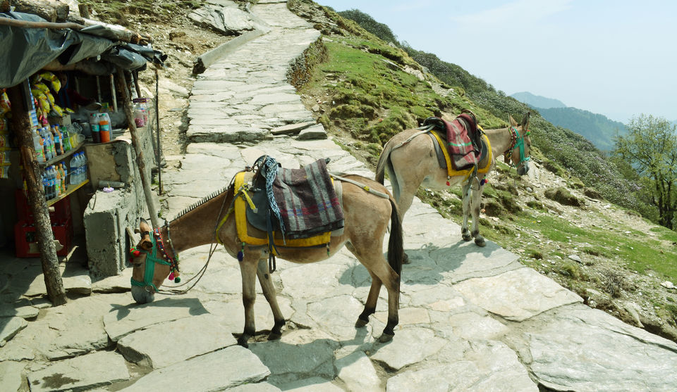 Photo of Mighty Himachal 1/3 by Vaibhav Kapil